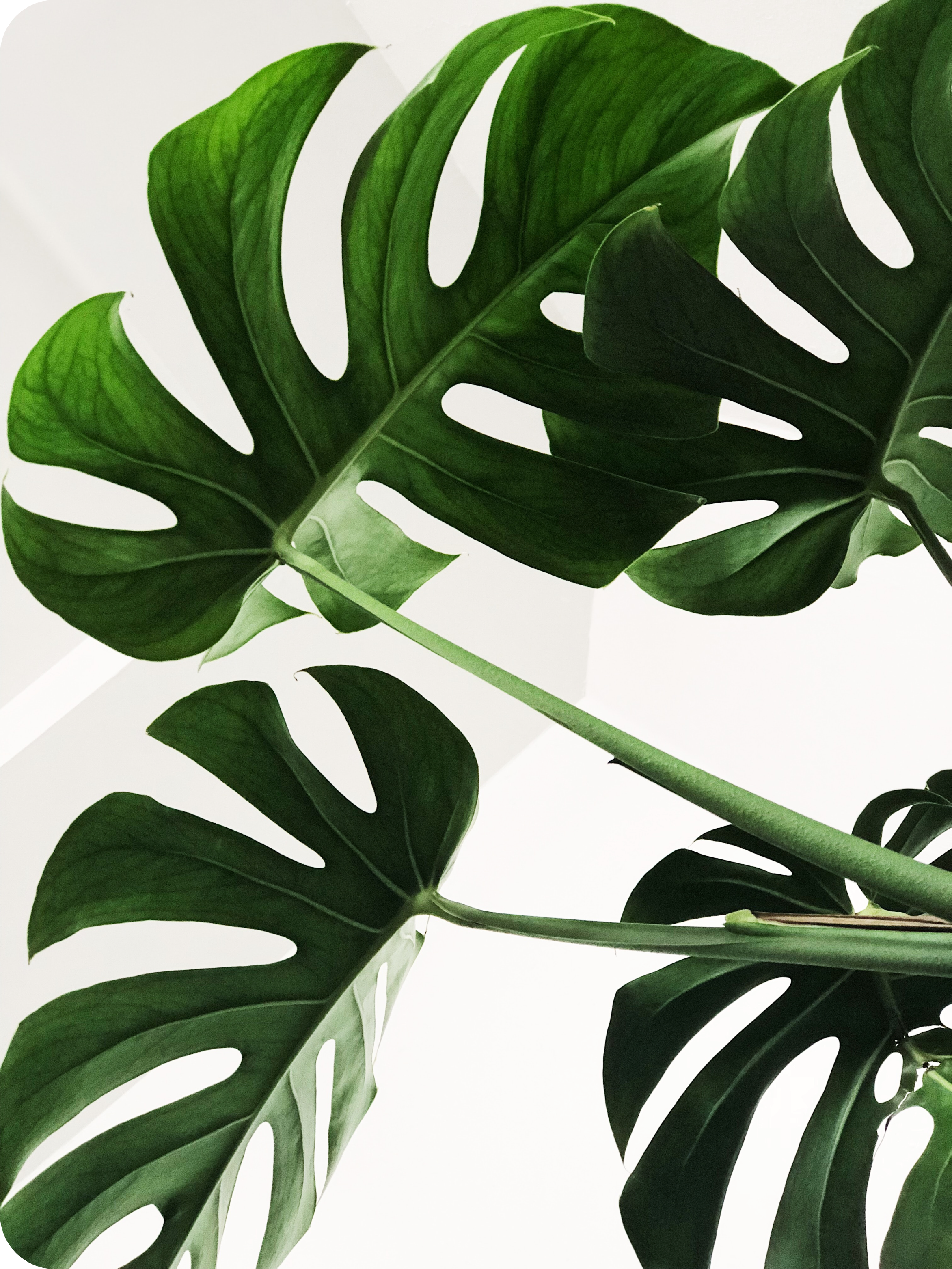 Monstera plant